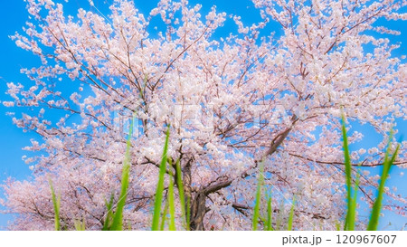 満開の桜（ソフトフォーカス） 120967607