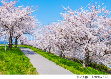 大河津分水桜並木 大河津分水桜並木 120967678