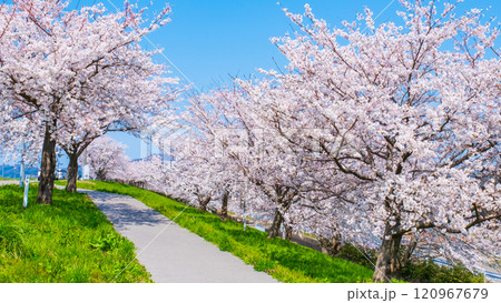 大河津分水桜並木 120967679