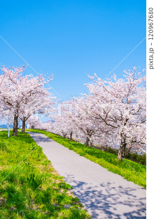 大河津分水桜並木 大河津分水桜並木 120967680
