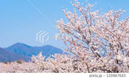 大河津分水桜並木と弥彦山 120967683