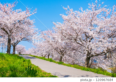 大河津分水桜並木 大河津分水桜並木 120967684