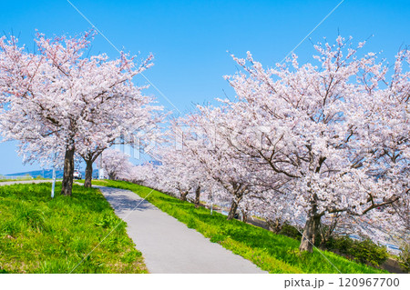 大河津分水桜並木 120967700