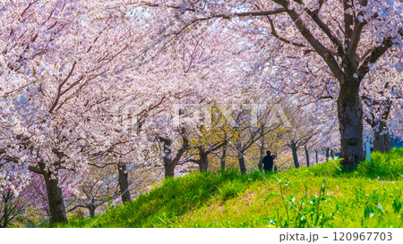 大河津分水桜並木 大河津分水桜並木 120967703