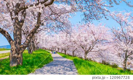 大河津分水桜並木 大河津分水桜並木 120967728