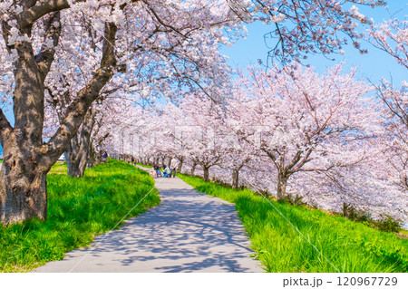 大河津分水桜並木 大河津分水桜並木 120967729
