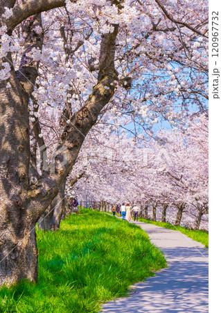 大河津分水桜並木 大河津分水桜並木 120967732