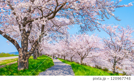 大河津分水桜並木 120967748