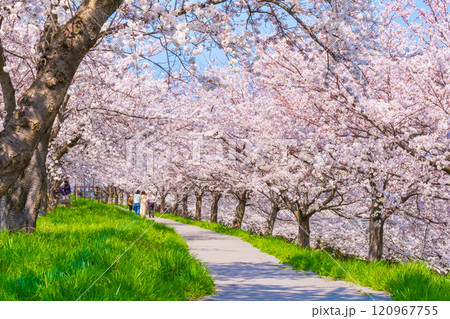 大河津分水桜並木 大河津分水桜並木 120967755