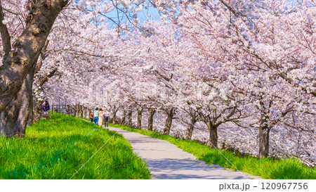 大河津分水桜並木 120967756