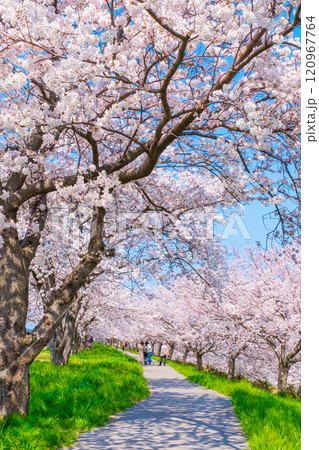 大河津分水桜並木 大河津分水桜並木 120967764