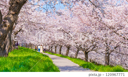 大河津分水桜並木 大河津分水桜並木 120967771