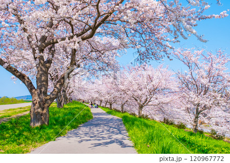 大河津分水桜並木 120967772