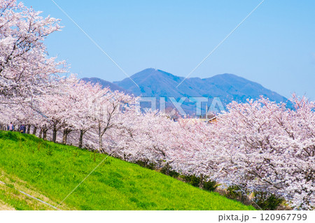 大河津分水桜並木と弥彦山 120967799