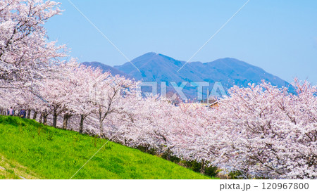 大河津分水桜並木と弥彦山 120967800