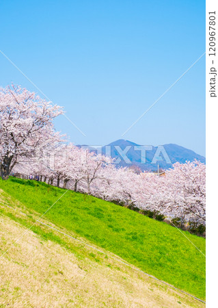 大河津分水桜並木と弥彦山 120967801