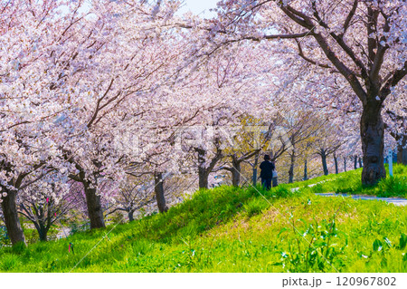 大河津分水桜並木 大河津分水桜並木 120967802