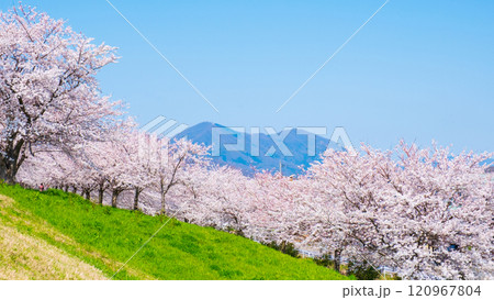 大河津分水桜並木と弥彦山 大河津分水桜並木と弥彦山 120967804