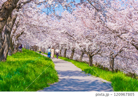 大河津分水桜並木 大河津分水桜並木 120967805