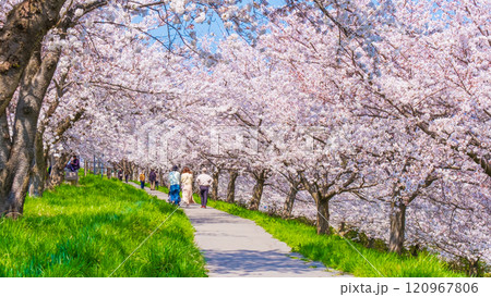 大河津分水桜並木 大河津分水桜並木 120967806