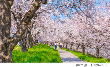 大河津分水桜並木 120967808