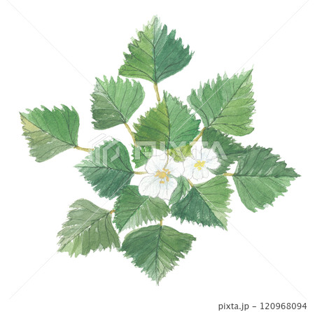 水彩で描いた菱 ヒシ 水彩で描いた菱 ヒシ 120968094