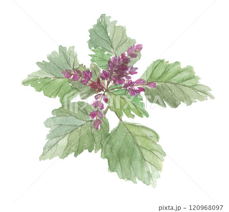 水彩で描いたパチョリ 水彩で描いたパチョリ 120968097