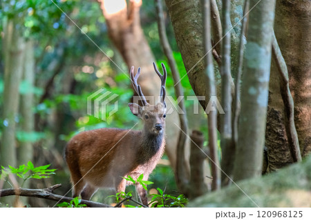 ヤクシカの雄　警戒　世界自然遺産屋久島(夏 120968125