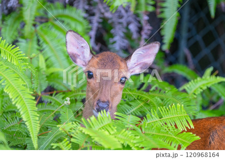 ヤクシカ　警戒　世界自然遺産屋久島(夏 120968164