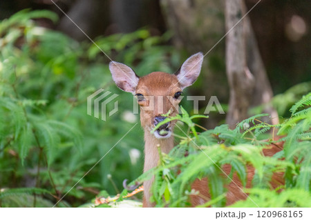 ヤクシカ　警戒　世界自然遺産屋久島(夏 120968165