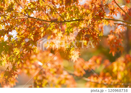 秋の彩り鮮やかな紅葉したカエデ 秋の彩り鮮やかな紅葉したカエデ 120968738