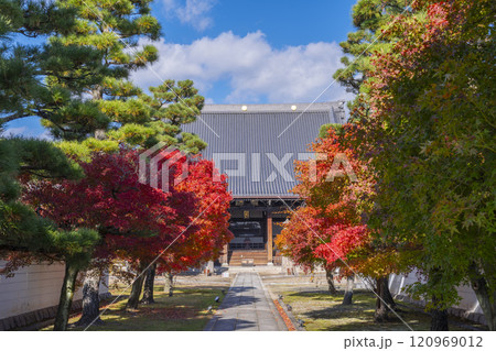 秋の京都 妙顯寺(妙顕寺) 大本堂へ向かう紅葉に包まれた参道 秋の京都 妙顯寺(妙顕寺) 大本堂へ向かう紅葉に包まれた参道 120969012