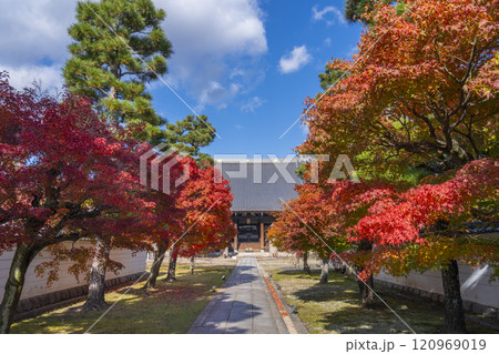 秋の京都 妙顯寺(妙顕寺) 大本堂へ向かう紅葉に包まれた参道 秋の京都 妙顯寺(妙顕寺) 大本堂へ向かう紅葉に包まれた参道 120969019