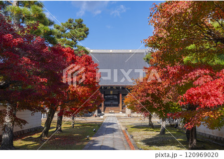 秋の京都　妙顯寺（妙顕寺）　大本堂へ向かう紅葉に包まれた参道 120969020