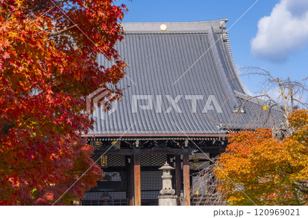 秋の京都 妙顯寺(妙顕寺) 紅葉に包まれた大本堂 秋の京都 妙顯寺(妙顕寺) 紅葉に包まれた大本堂 120969021