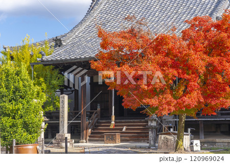 秋の京都 妙顯寺(妙顕寺) 紅葉に包まれた鬼子母神堂 秋の京都 妙顯寺(妙顕寺) 紅葉に包まれた鬼子母神堂 120969024