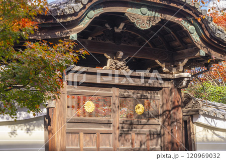 秋の京都　妙顯寺（妙顕寺）　紅葉に包まれた勅使門 120969032