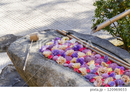秋の京都　妙顯寺（妙顕寺）　四海唱導の庭と花手水 120969033