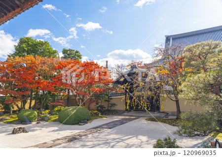 京都　妙顯寺（妙顕寺）　紅葉が美しい四海唱導の庭 120969035