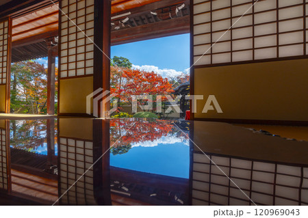 京都　妙顯寺（妙顕寺）　紅葉が美しい四海唱導の庭 120969043