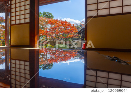 京都　妙顯寺（妙顕寺）　紅葉が美しい四海唱導の庭 120969044