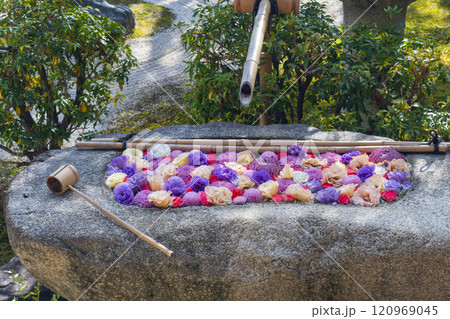 秋の京都　妙顯寺（妙顕寺）　四海唱導の庭と花手水 120969045