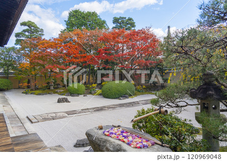 京都 妙顯寺(妙顕寺) 紅葉が美しい四海唱導の庭 京都 妙顯寺(妙顕寺) 紅葉が美しい四海唱導の庭 120969048