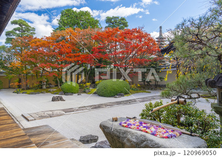 京都 妙顯寺(妙顕寺) 紅葉が美しい四海唱導の庭 京都 妙顯寺(妙顕寺) 紅葉が美しい四海唱導の庭 120969050
