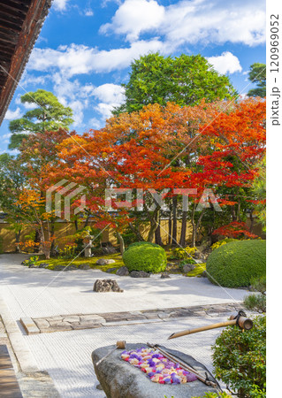 京都　妙顯寺（妙顕寺）　紅葉が美しい四海唱導の庭 120969052