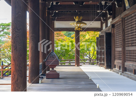 秋の京都　妙顯寺（妙顕寺）　紅葉に包まれた大本堂 120969054