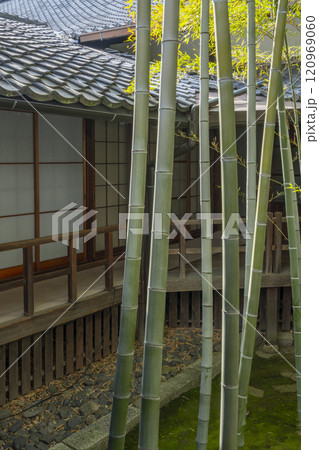 京都 妙顯寺(妙顕寺) 孟宗竹の坪庭 京都 妙顯寺(妙顕寺) 孟宗竹の坪庭 120969060