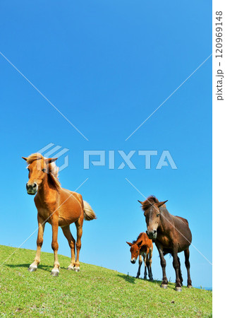 宮崎県　青空の都井岬 120969148