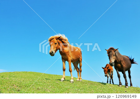 宮崎県　青空の都井岬 120969149