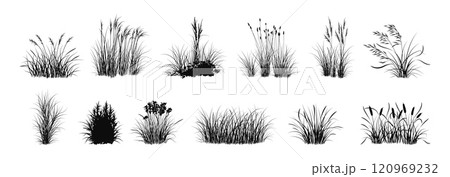 Grass isolated. Black and white graphic art plant, organic nature spice painting. Botany vegetable bouquet silhouette. Natural environment elements different herbals. Vector illustration Grass isolated. Black and white graphic art plant, organic nature spice painting. Botany vegetable bouquet silhouette. Natural environment elements different herbals. Vector illustration 120969232
